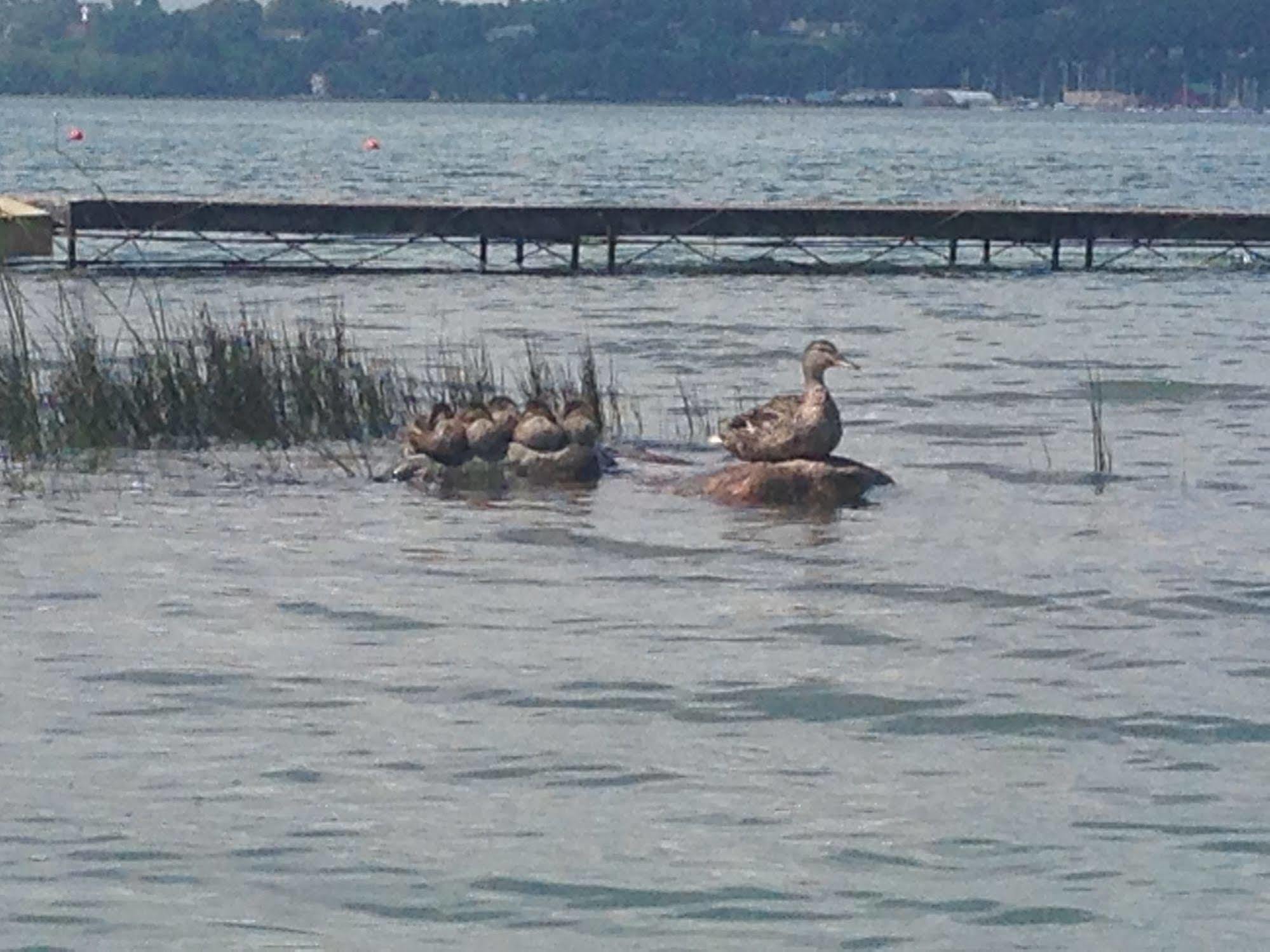 N' This On The Bay -Vacation Suite Wiarton Buitenkant foto
