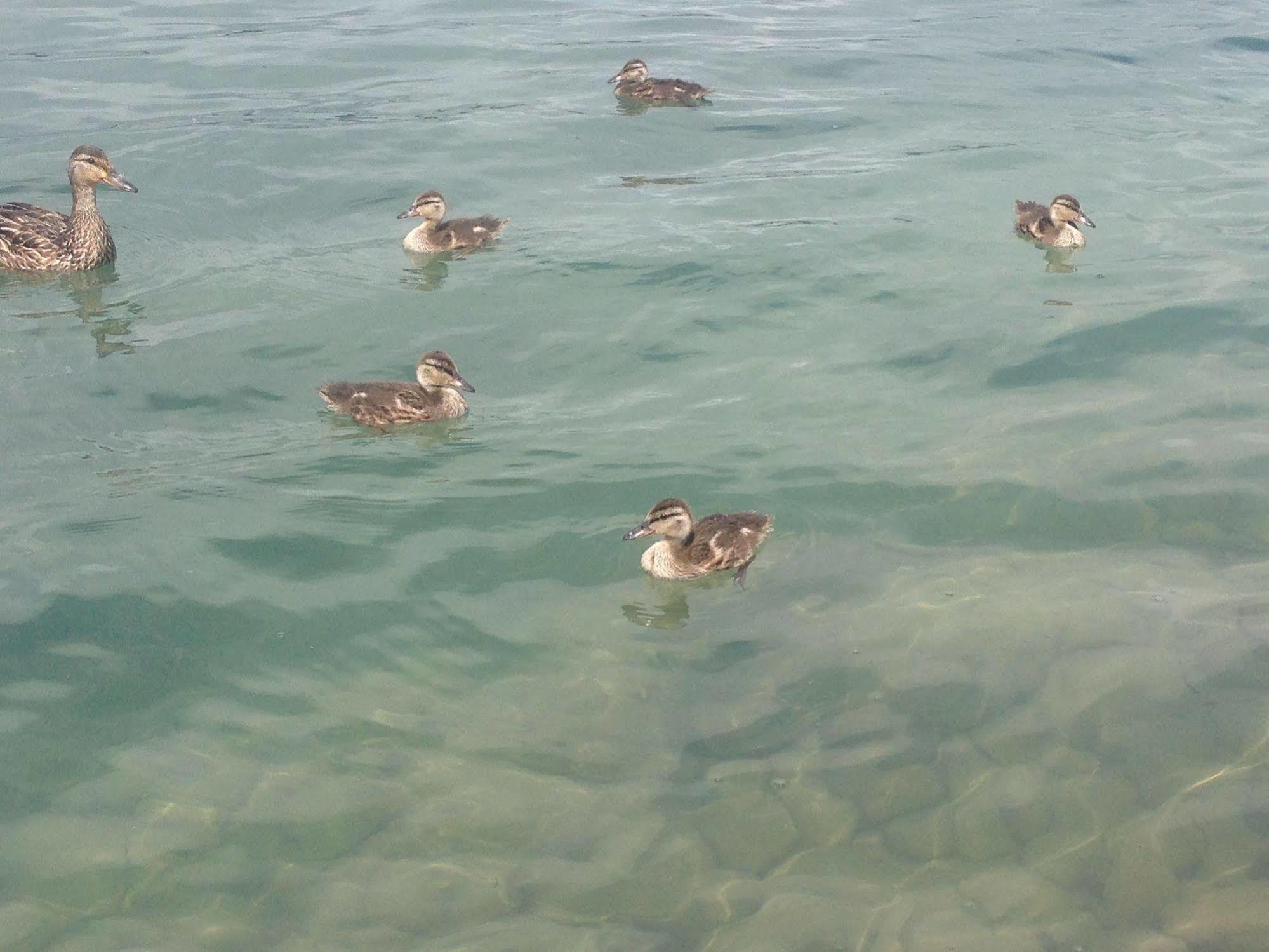N' This On The Bay -Vacation Suite Wiarton Buitenkant foto